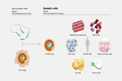 Effect of Somatic Mutation